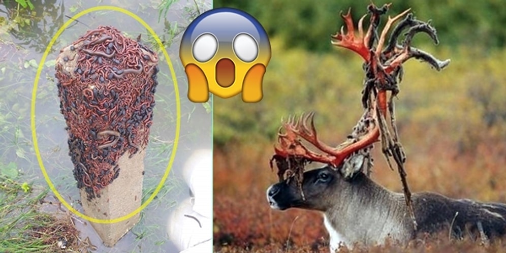 Doğanın Psikopatça Takılmayı Delicesine Sevdiğini Gösteren 21 Çarpıcı Görüntü
