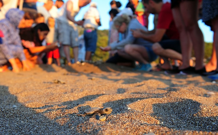 20 Yılını Yavru Caretta Carettaların Denize Ulaşmasına Adayan Güzel Adam: Tosbağacı Mustafa