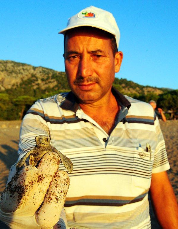 53 yaşındaki Mustafa Ilgaz yaklaşık 20 yıldır nesli tükenme tehlikesiyle karşı karşıya olan bu canlıları denize ulaştırıyor.