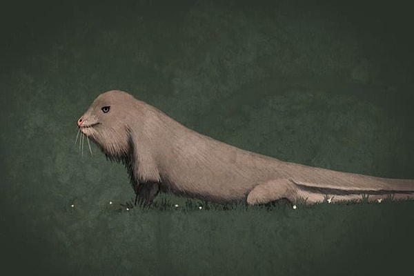 8. Это пушистое чудо на самом деле...