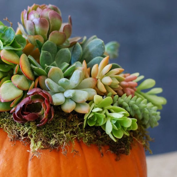 13. Террариум в тыкве