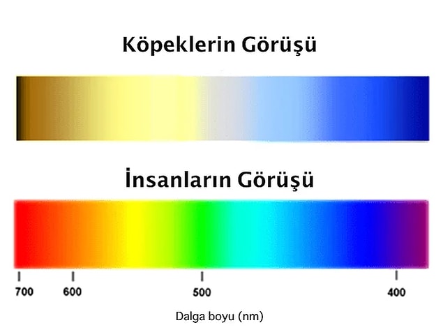 1. Köpekler etrafı siyah-beyaz görmez. 😌🐕