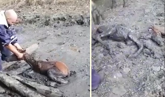 Çamura Saplanan Tayı Kurtaran Güzel İnsanlar