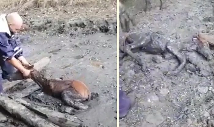 Çamura Saplanan Tayı Kurtaran Güzel İnsanlar
