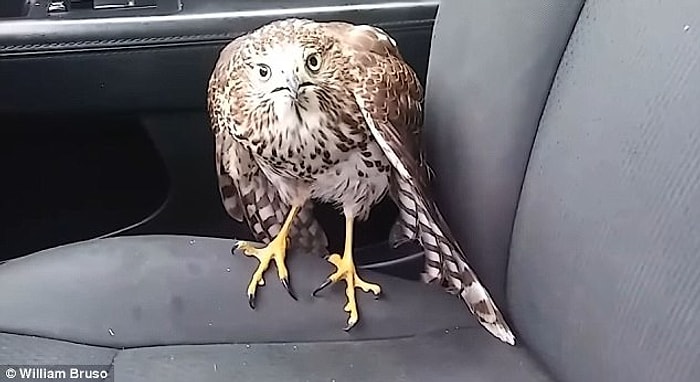 Teksas'ta Fırtınadan Kaçıp Taksiye Sığınan Şahin