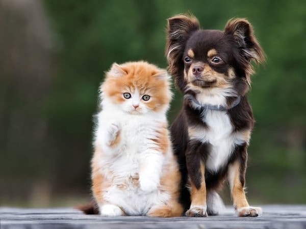 6. Какого питомца вы бы себе выбрали?