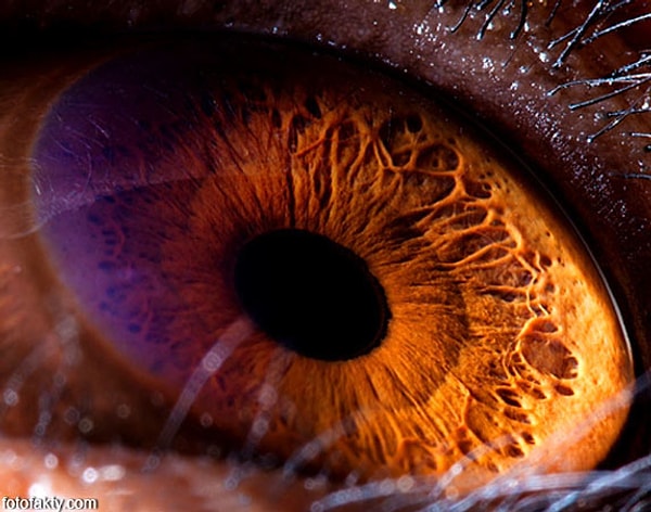 8. Осталось немного... Чей глаз на этот раз вы видите?