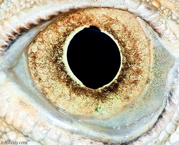 9. Последний вопрос! Кому принадлежит этот глаз?