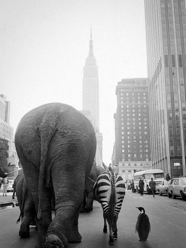 21. Manhattan caddelerinde dolaşan sirk hayvanlarının ortaya çıkardığı ilginç görüntü, 1958.
