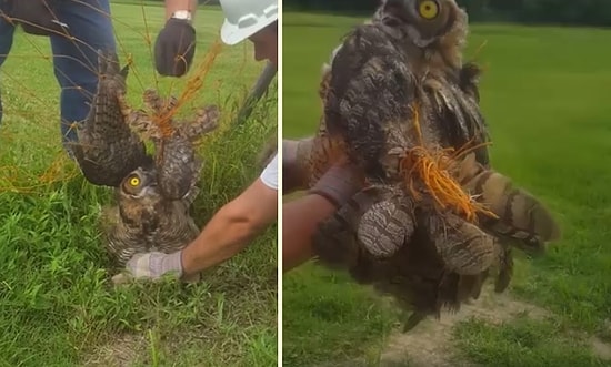 Perişan Haldeki Baykuşu Kurtaran Güzel İnsanlar