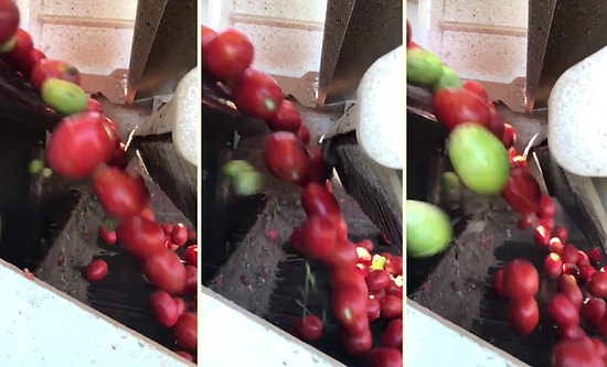 İzlemesi Aşırı Keyifli Şeylerde Bugün: Renk Sensörleri Sayesinde Olmamış Domatesleri Ayıran Makine