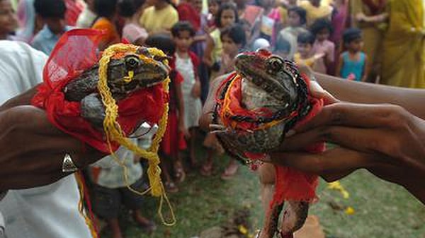 5. Индийцы женят лягушек.