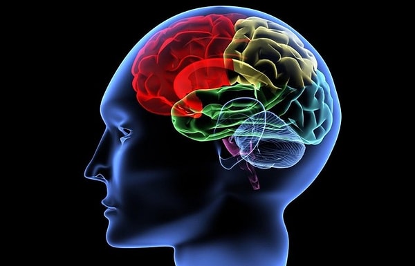 7. Улучшится мозговая активность