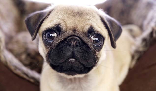 Sevgiline karşı tam bir Pug gibisin!