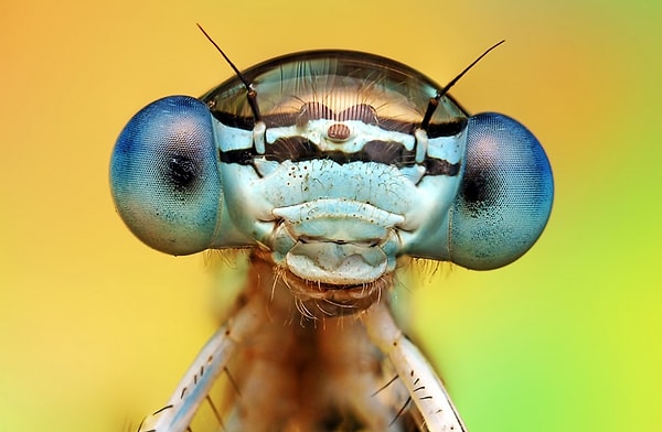 2. Человек в среднем съедает около 500 грамм насекомых в год