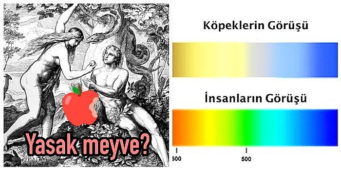 Yanlış Biliyormuşuz! Kulaktan Dolma Malumatınıza Veda Ettirecek 16 Sarsıcı Gerçek