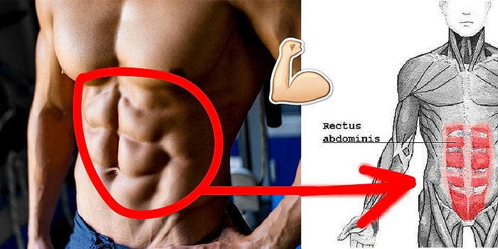 15 Maddeyle Göbeğinizin Altında Saklanmış Karın Kaslarınıza Ulaşmanın Yolunu Açıklıyoruz!