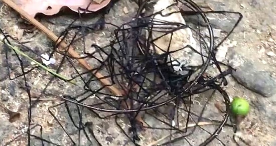 Tayvan'da Görülen, Garip Böceğimsi Canlı