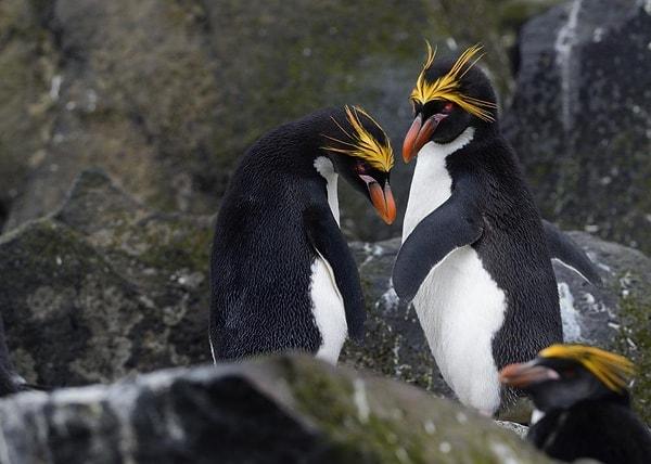 8. Makaroni penguenleri eşlerini gördüğünde sevinç çığlıkları atıyor, başlarını sağa sola savurarak seviniyorlar.