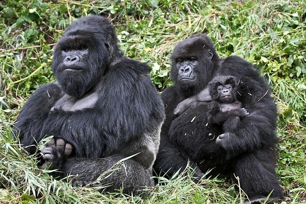 9. Goriller, çocuklarının annesine oldukça saygılıdır. Baba her zaman anneyle birlikte yemek yer.