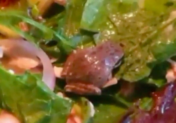 Eşi, hemen hayvanın üzerindeki salata sosunu yıkadı. Evet, hâlâ hayattaydı ☺️