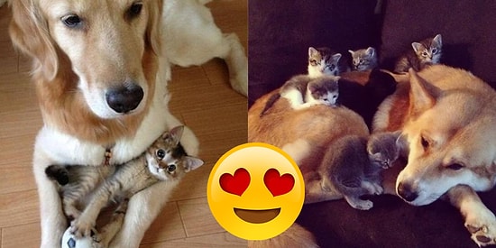 18 невероятно позитивных гифок с братьями нашими меньшими, которые сделают ваш день