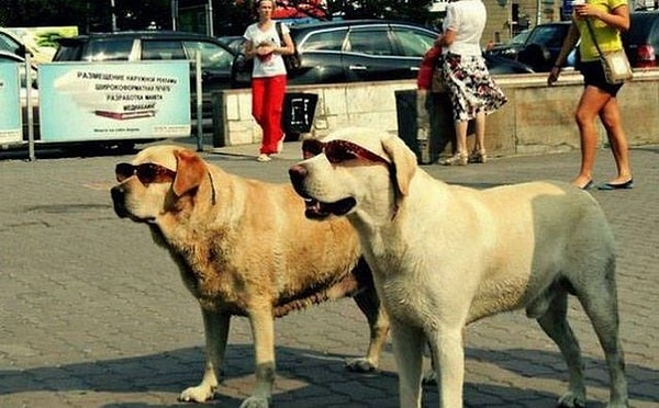 15. Моднявые