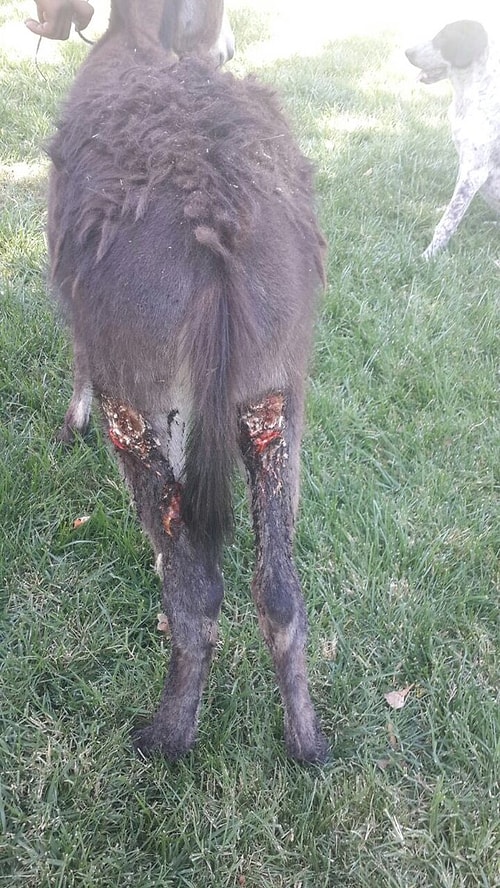 Ünlü oyuncu Özge Özpirinçci'nin 4 aylıkken terk edilen bir sıpayı sahiplenmişti. Şimdi çok mutlular 💕