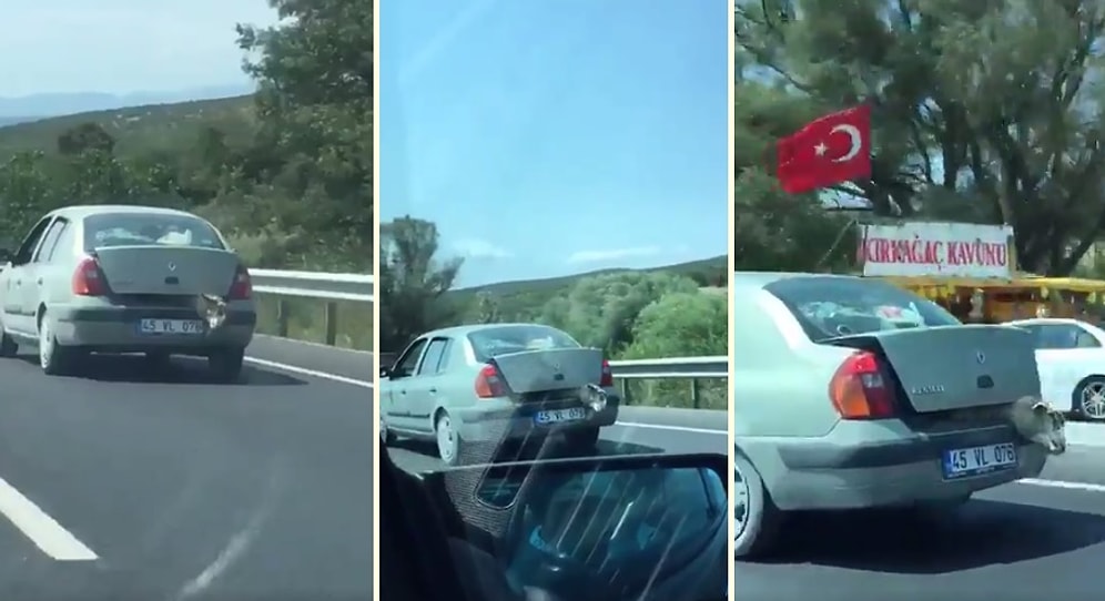 Kurbanlık Koyunu Bagaja Koyarak Taşıyan İnsanlar!