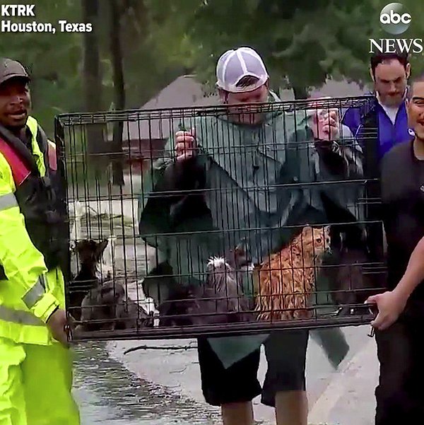İlk haberimize göre Teksas sakinleri tüm uyarıları yok sayıp mahsur kalan kedileri kurtarmak için güçlerini birleştirdi.