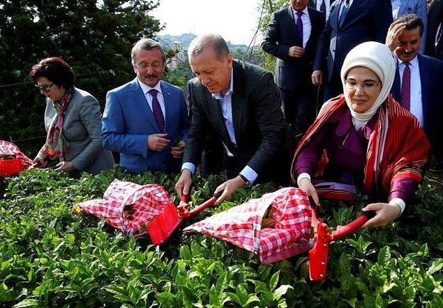 Güngör, geçtiğimiz yıl Mayıs ayında da Cumhurbaşkanı Erdoğan’ın Rize ziyaretine de katılarak Sayıştay Başkanı Recai Akyel ve Yargıtay Başkanı İsmail Rüştü Cirit’le birlikte çay hasadı yapmıştı.