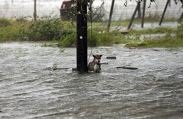 Houston tarihinin en korkunç seli yaşanıyor ve burada gördüğünüz köpek de zincirlenip ölüme bırakılmış...