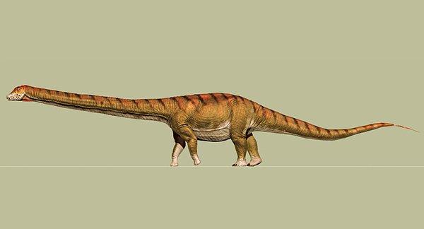 3. Şu ana kadar tanımlanan en büyük dinozor, 2014 yılında bulundu, ve kendisine ‘Patagotitan mayorum’ adi verildi.  ‘Patagotitan mayorum’ 69 tonluk bir titanosaur türü.