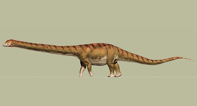 3. Şu ana kadar tanımlanan en büyük dinozor, 2014 yılında bulundu, ve kendisine ‘Patagotitan mayorum’ adi verildi. ‘Patagotitan mayorum’ 69 tonluk bir titanosaur türü.