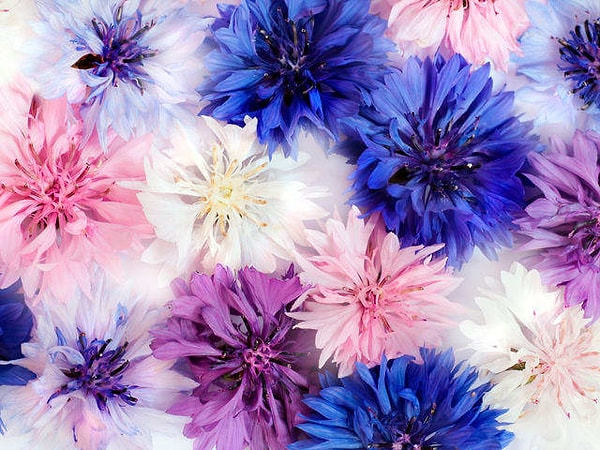 8. Какой цвет доминирует на этом фото?