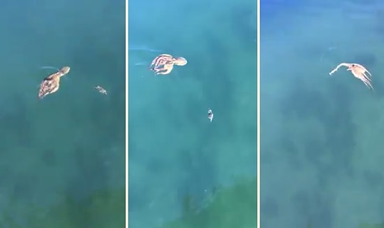 Ahtapottan Kaçan Yengecin Amansız Yaşam Mücadelesi