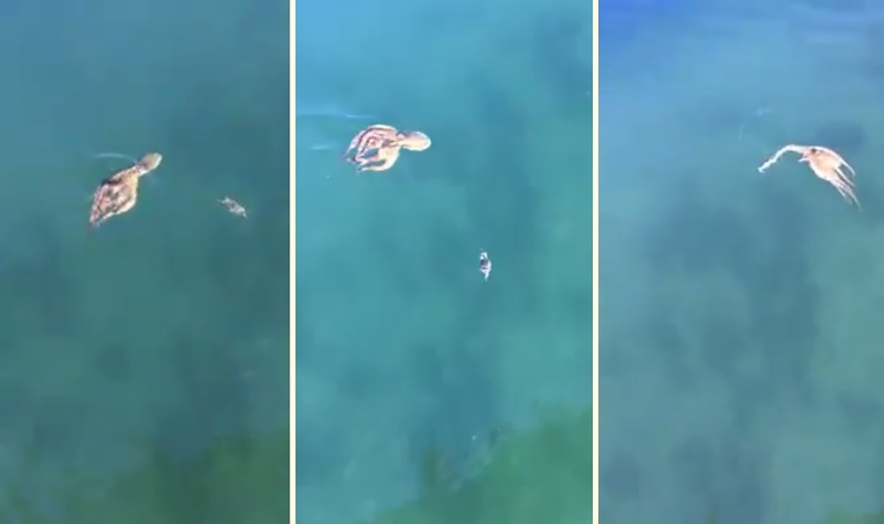 Ahtapottan Kaçan Yengecin Amansız Yaşam Mücadelesi