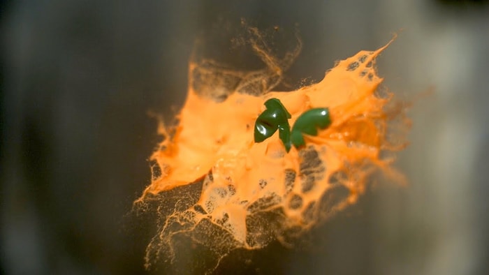 Ağır Çekim Görüntülerle Paintball Toplarının Çarpışma Anı