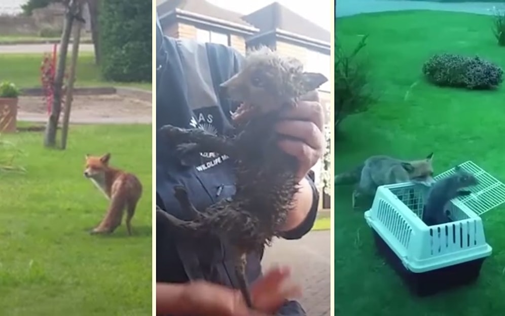 Deliğe Düşen Yavrusunun Kurtarılmasını Bekleyen Anne Tilki