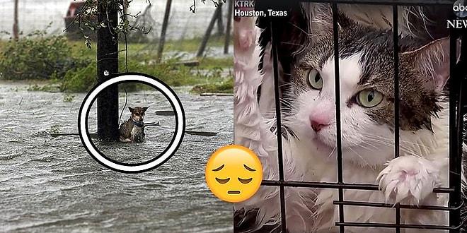 Harvey Kasırgası Sonrası Yardıma Muhtaç Hayvanlar ve Onları Bırakmayı Reddeden Harika İnsanlar