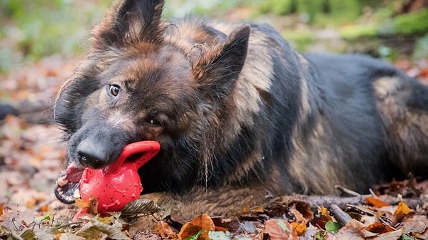 13. Игрушки ваших домашних любимцев