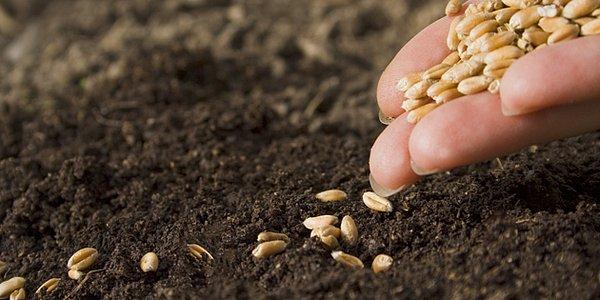3. "Tohumluk" ürünler ortadan kalkacak ve kendi kendine üreyen tohumlar olmayacak.