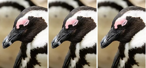 2. Какое фото не такое, как остальные?