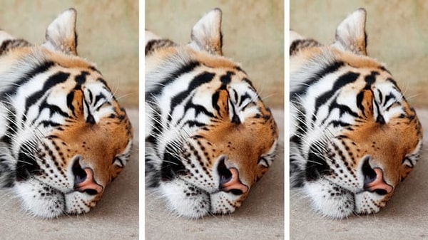 6. Нашли отличие на этой картинке?