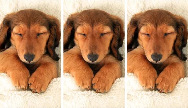 8. Что насчет этого щеночка?