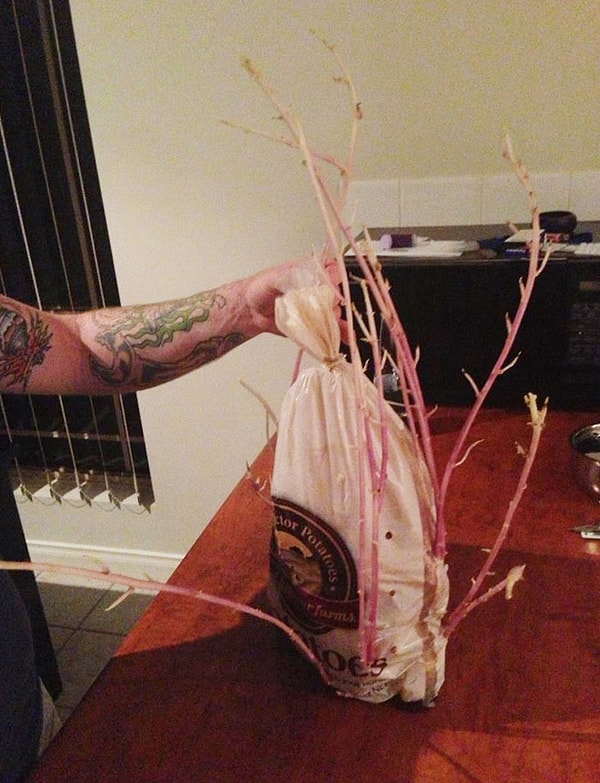 10. Так выглядит забытый пакет с картофелем