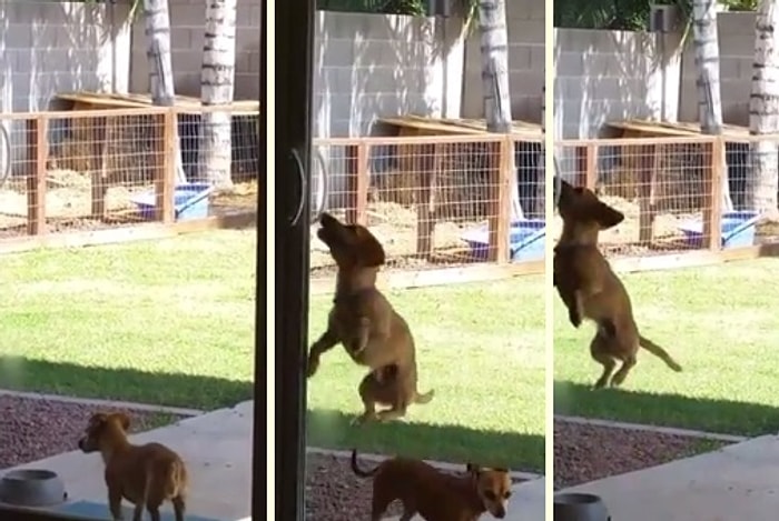 Azmin Sonu Zafer: Minik Köpek Uzun Uğraşlar Sonucu Amacına Ulaştı!