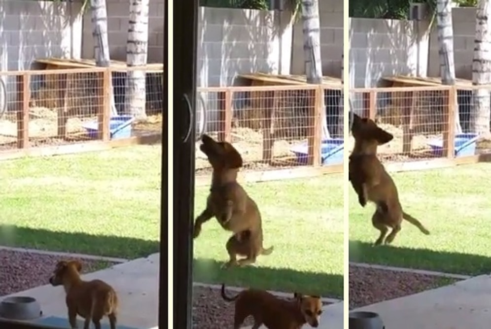 Azmin Sonu Zafer: Minik Köpek Uzun Uğraşlar Sonucu Amacına Ulaştı!