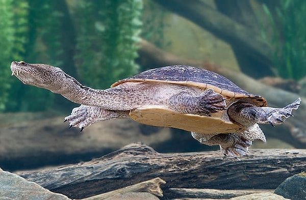 4. Черепаха Фитцроя под водой дышит преимущественно через рот