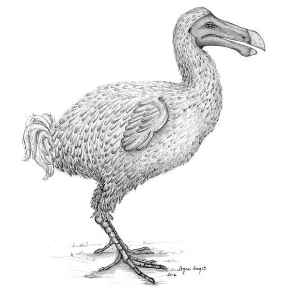 Ayrıca denizcilerin günlüklerinde bulunan tarihsel kayıtlara göre dodo kuşu Mart ayında tüylerini döküyor ve gri, kabarık ve kısa tüylü olarak kalıyordu.